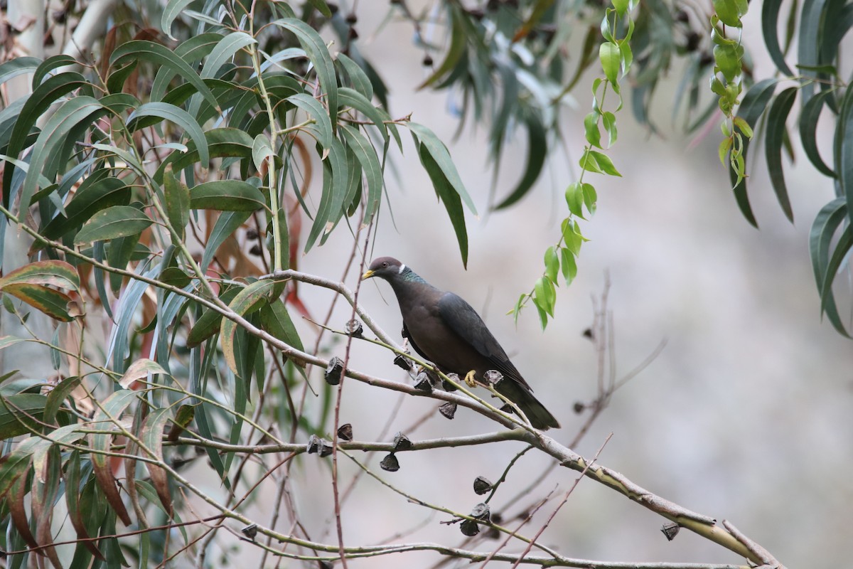 Band-tailed Pigeon - ML645905639