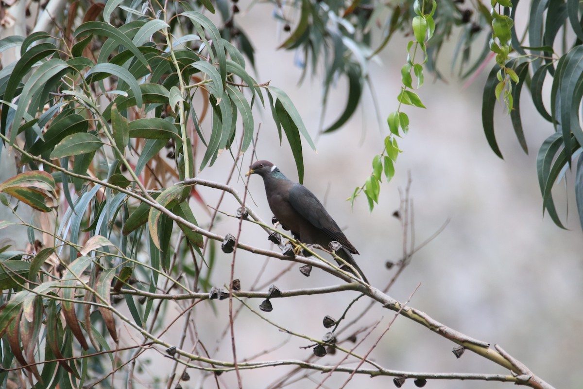 Band-tailed Pigeon - ML645905641