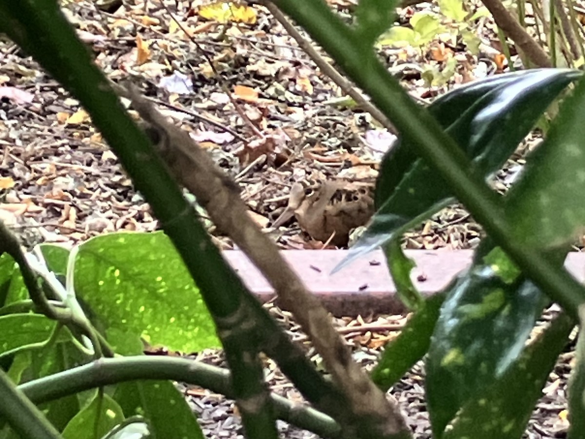 American Woodcock - ML645905642