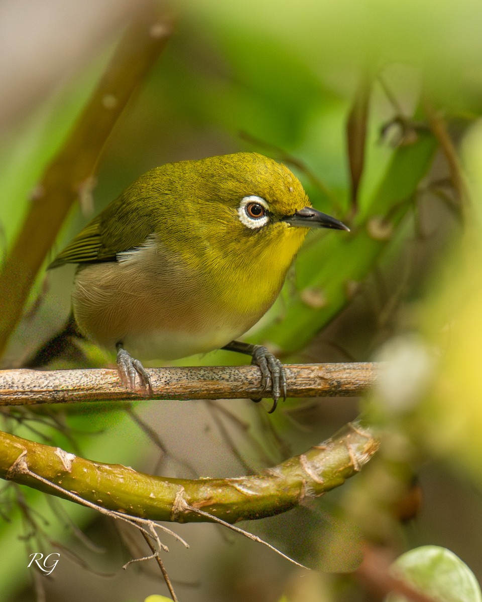Warbling White-eye - ML645905644