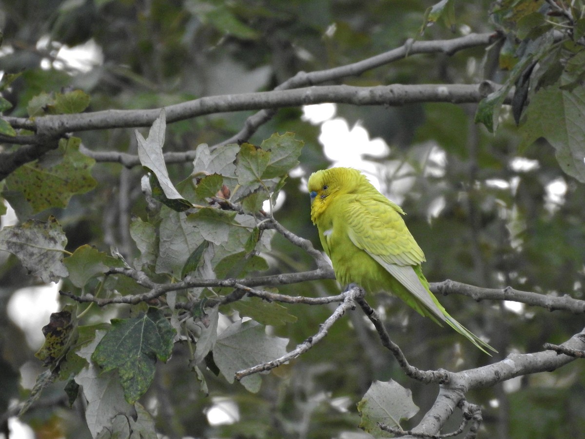 Budgerigar (Domestic type) - ML645905646