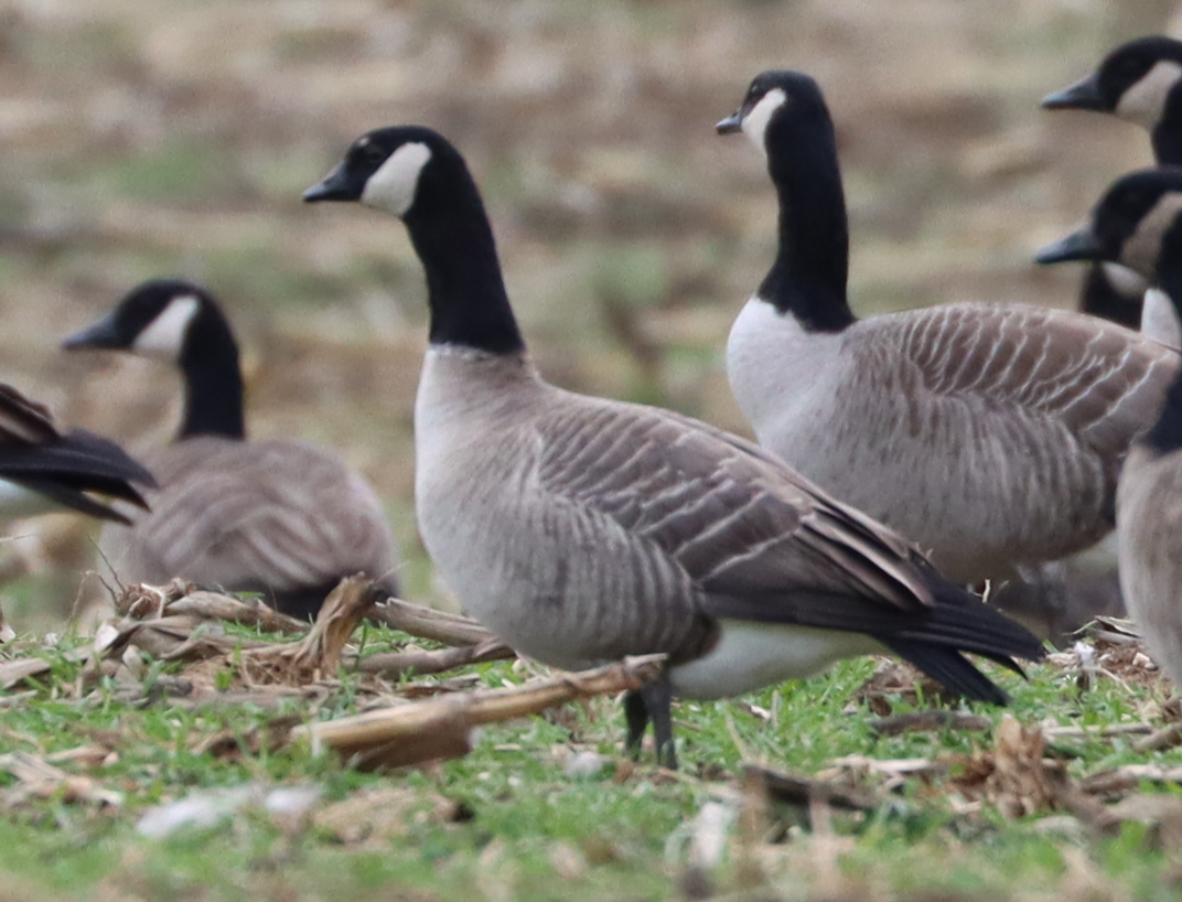 小加拿大雁 - ML645905658