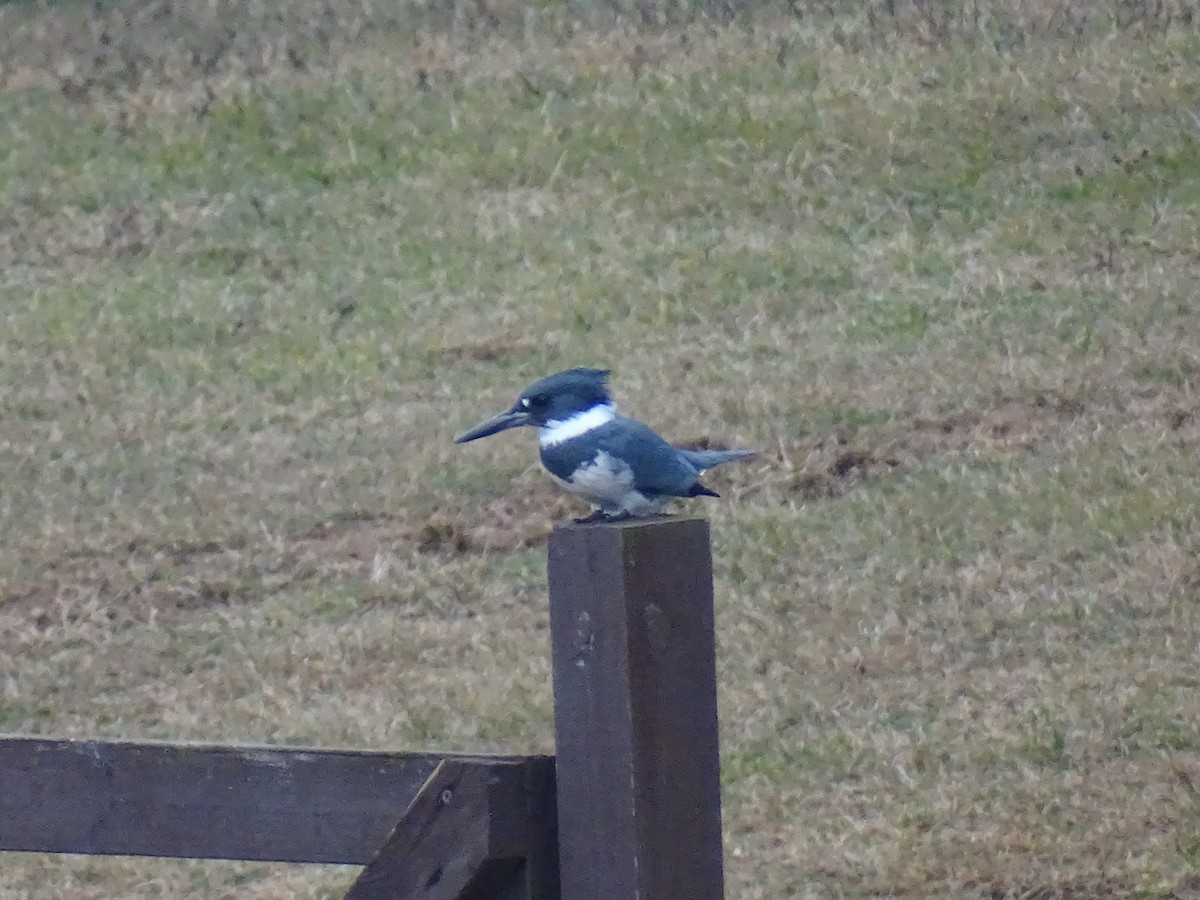 Belted Kingfisher - ML645905659