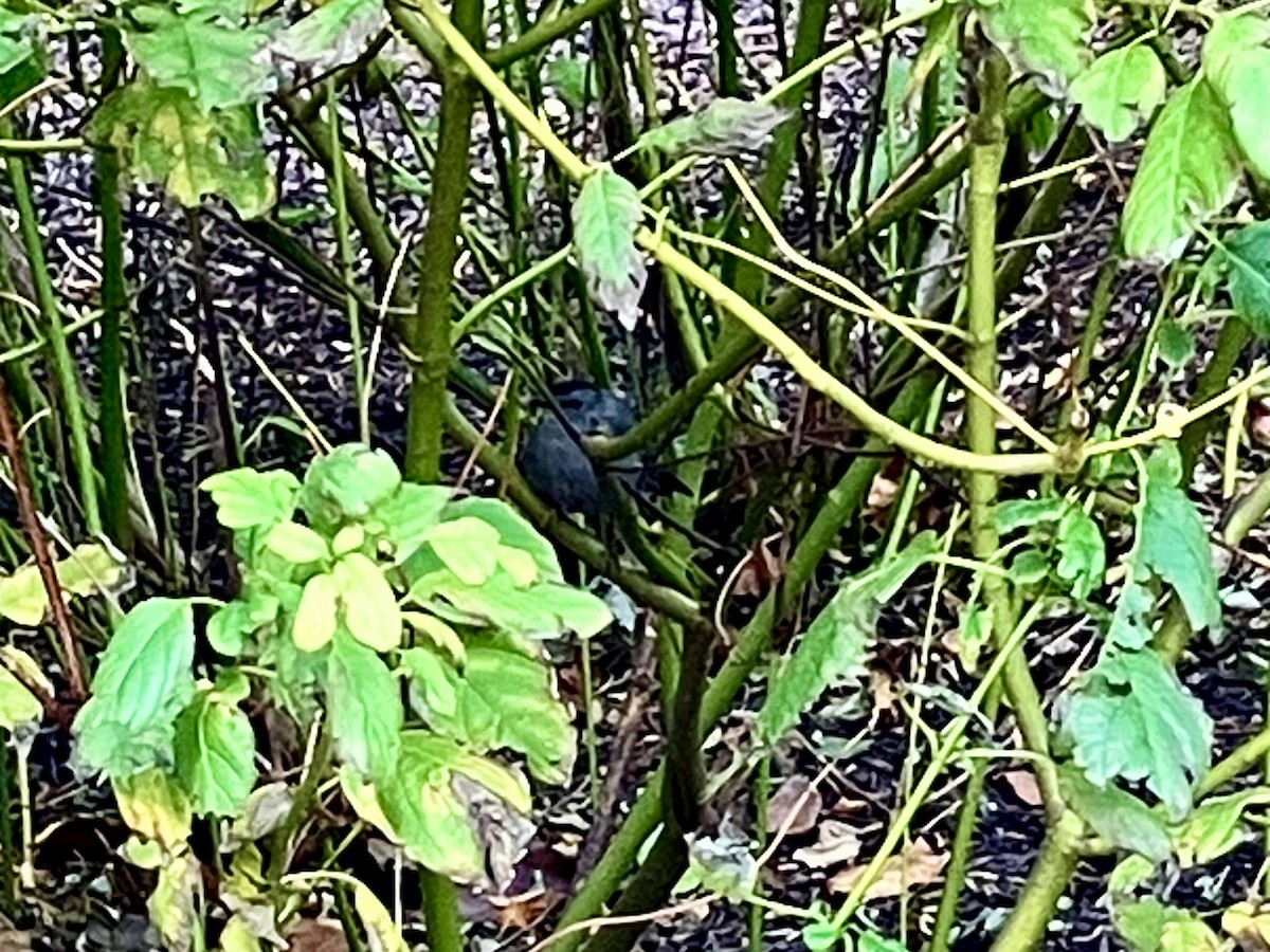 Gray Catbird - ML645905665