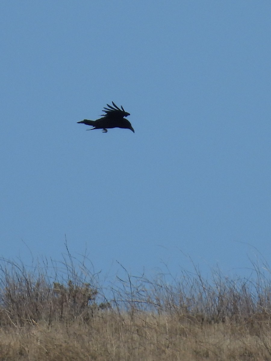 Common Raven - ML645905666