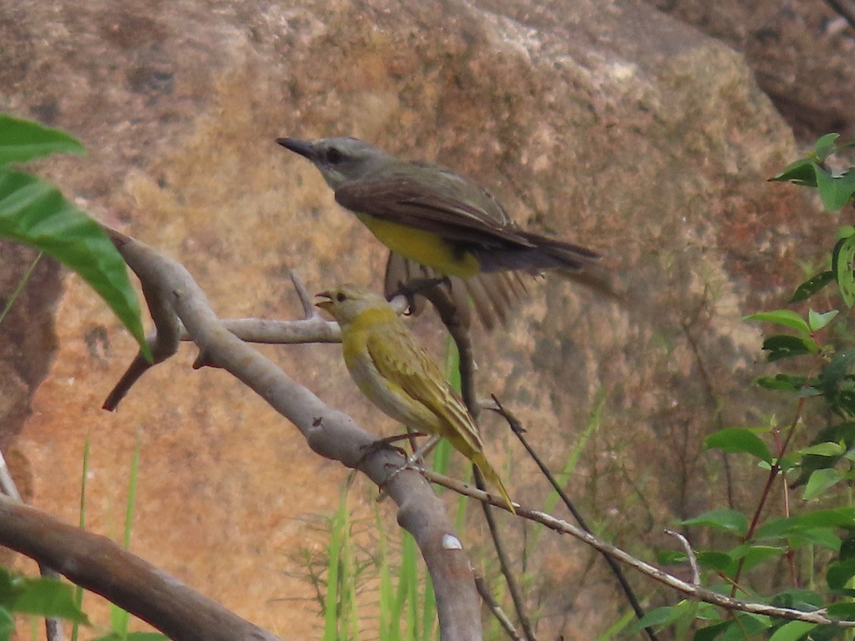 Tropical Kingbird - ML645905667