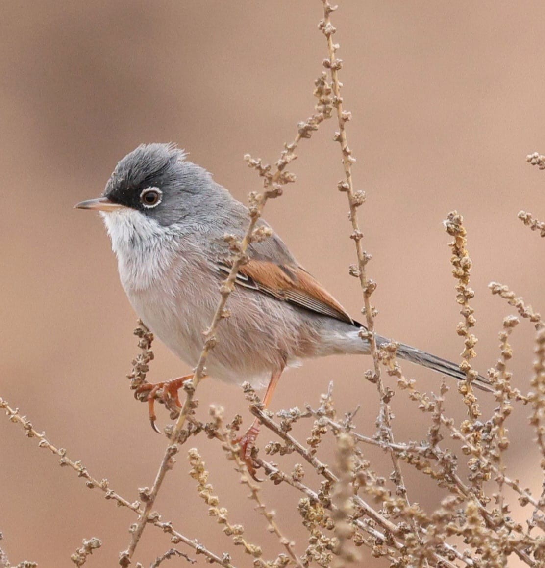 Spectacled Warbler - ML645905676