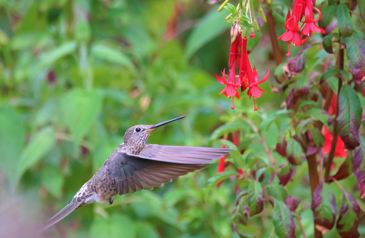 Sparkling/Lesser Violetear - ML645905677