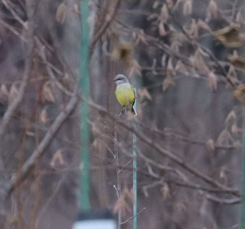 Western Kingbird - ML645905679