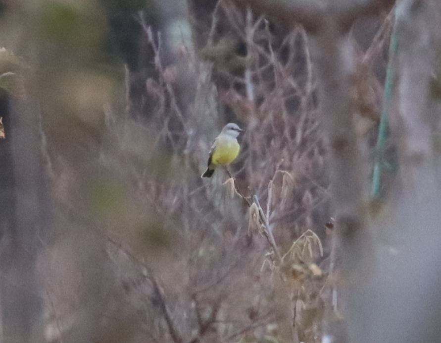 Western Kingbird - ML645905680