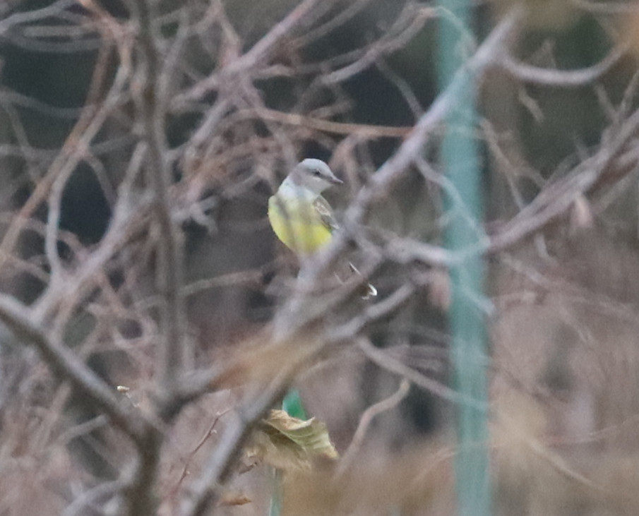 Western Kingbird - ML645905681