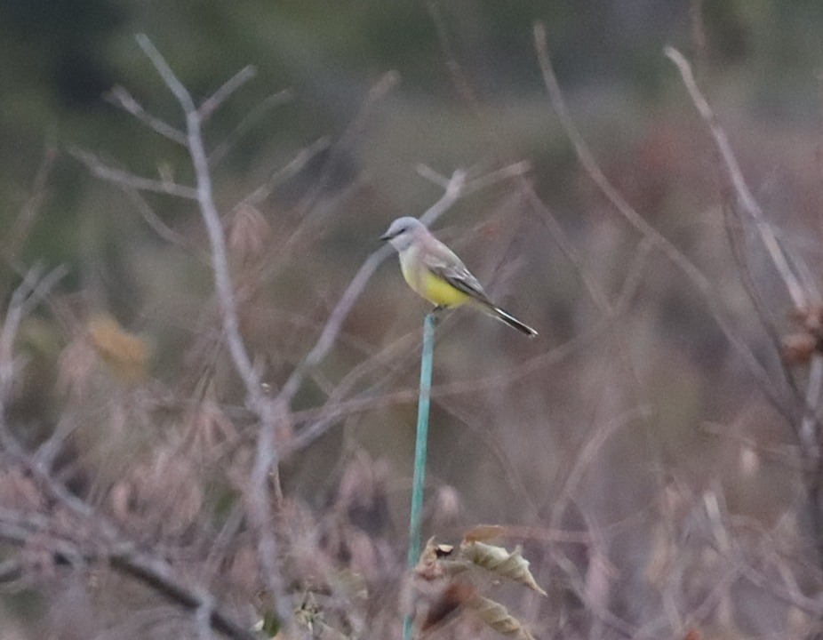 Western Kingbird - ML645905682