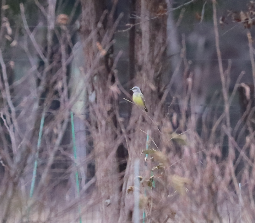 Western Kingbird - ML645905683
