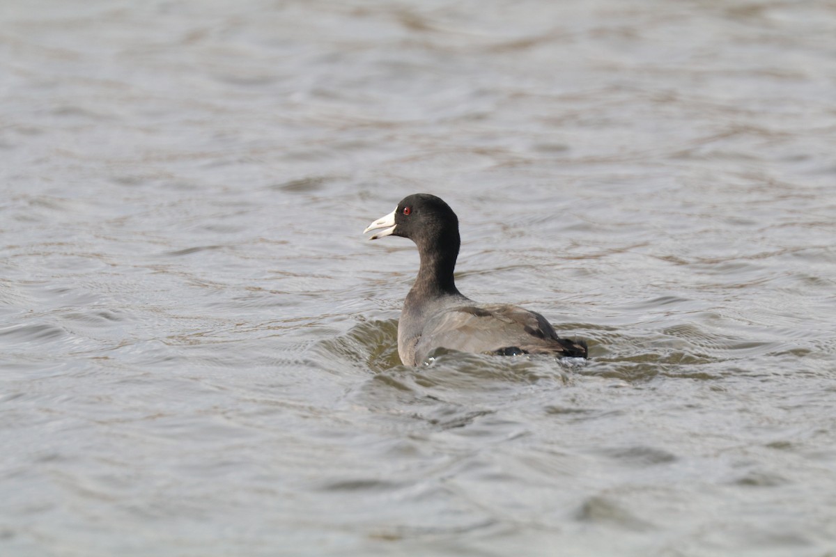 American Coot - ML645905684