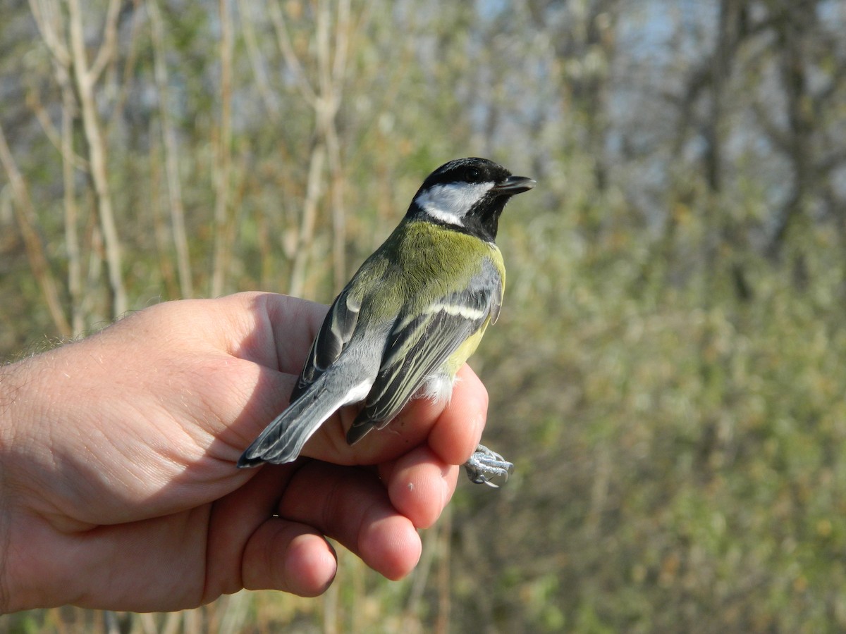Great Tit - ML645905685