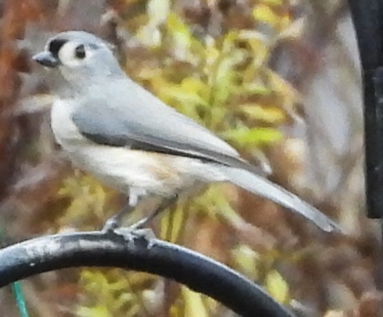 Tufted Titmouse - ML645905687
