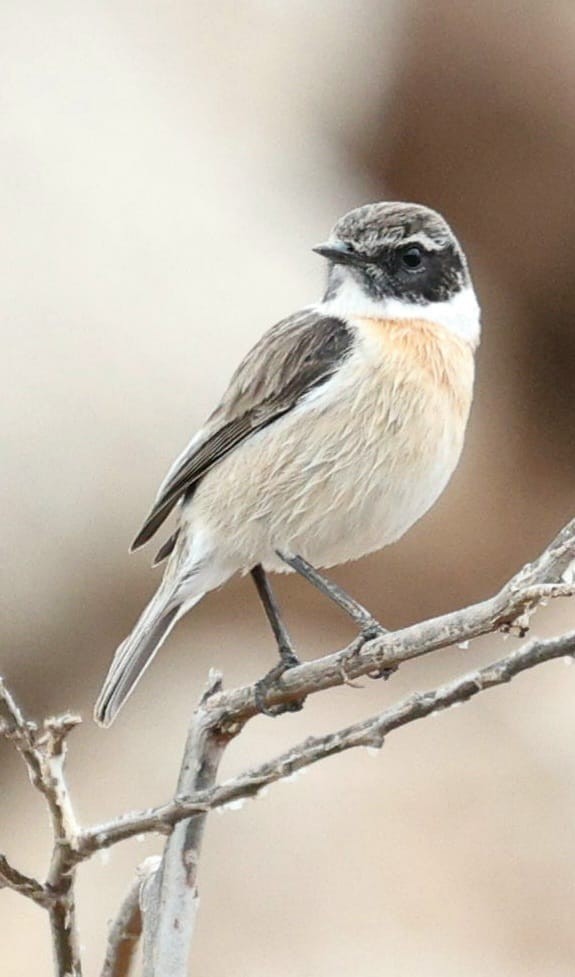 Fuerteventura Stonechat - ML645905695