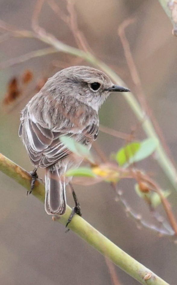 Fuerteventura Stonechat - ML645905696