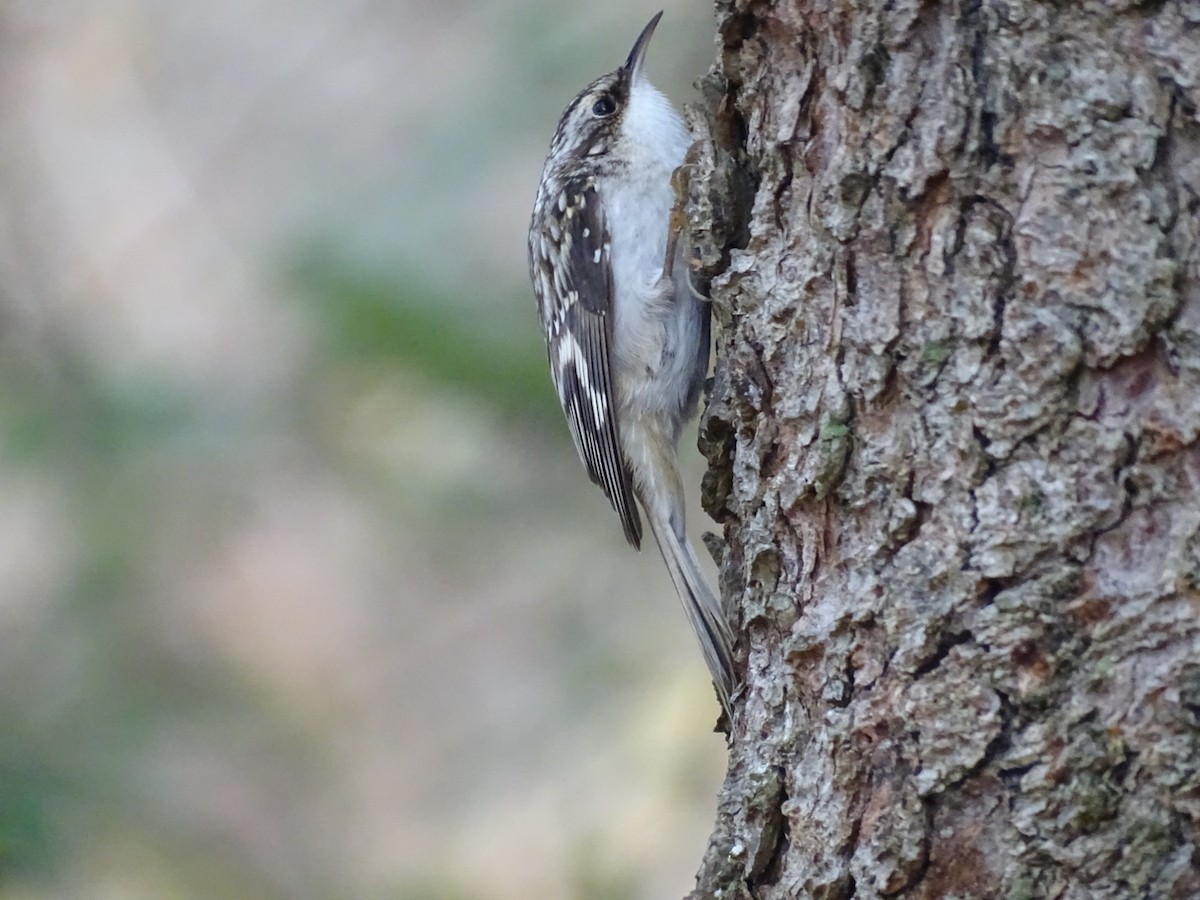 Brown Creeper - ML645905698