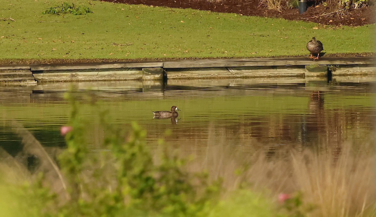 Lesser Scaup - ML645905699