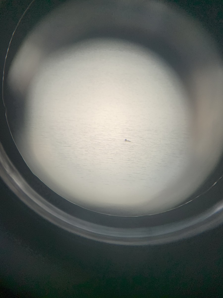 Common Goldeneye - ML645905702