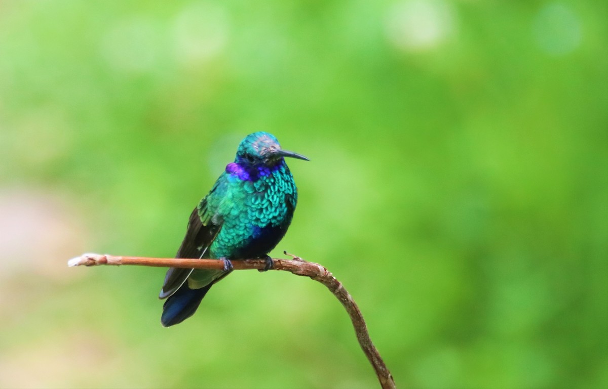 Sparkling/Lesser Violetear - ML645905705