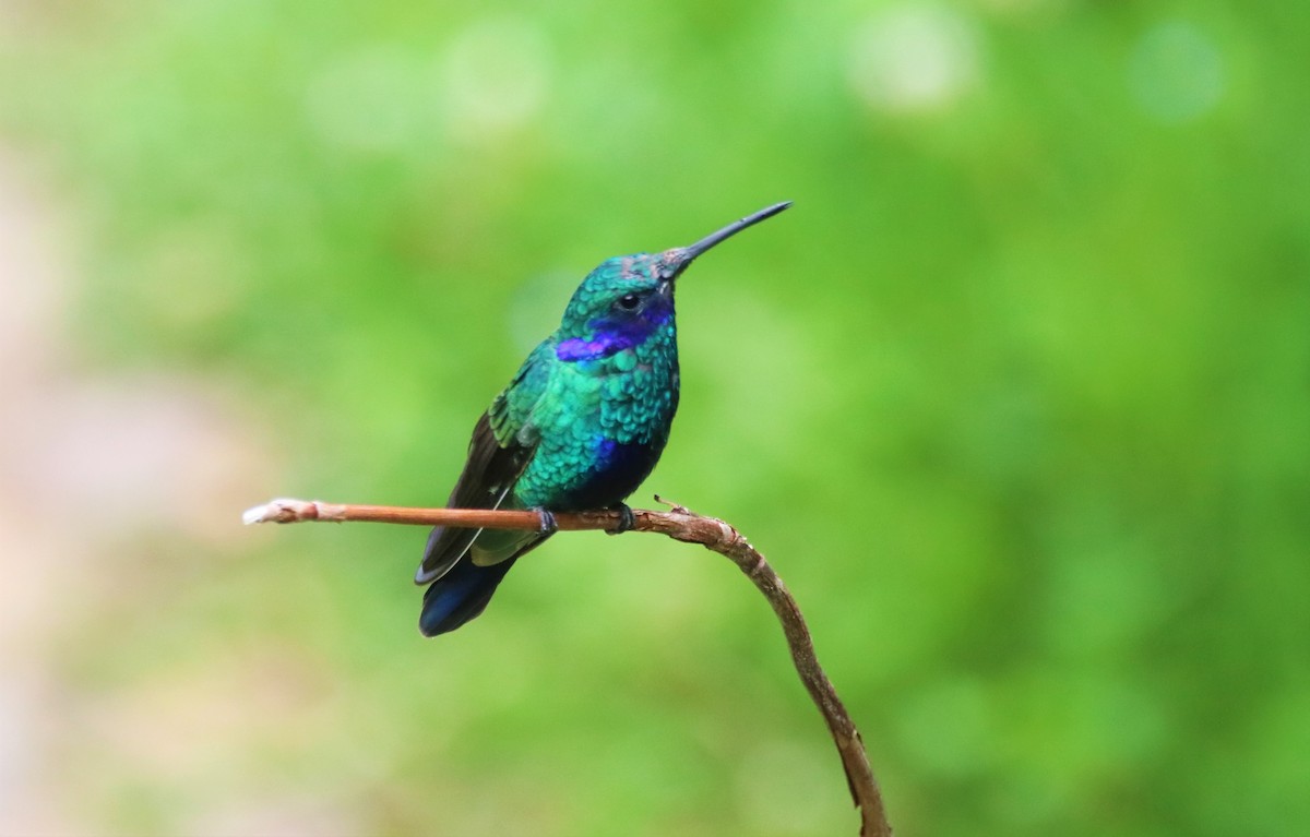 Sparkling/Lesser Violetear - ML645905706