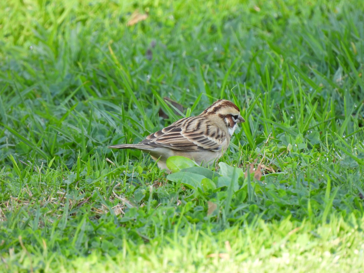 Lark Sparrow - ML645905718