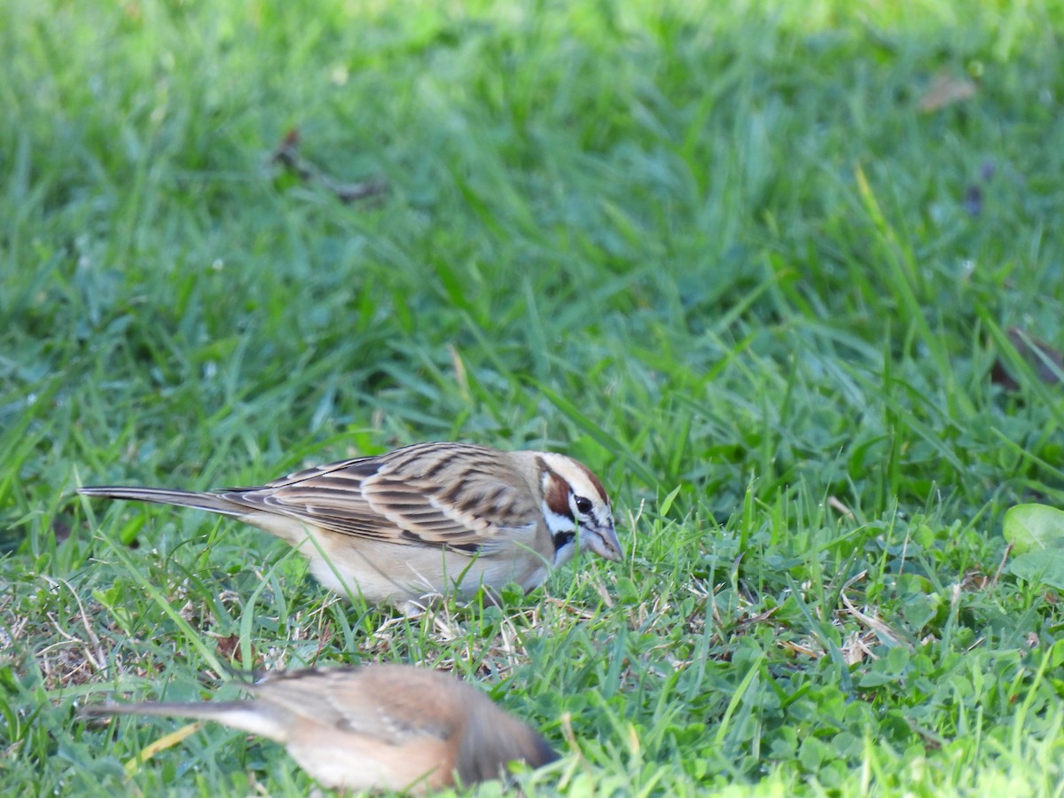 Lark Sparrow - ML645905719
