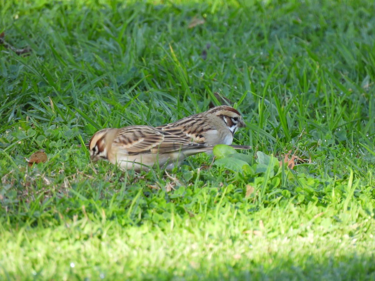 Lark Sparrow - ML645905720