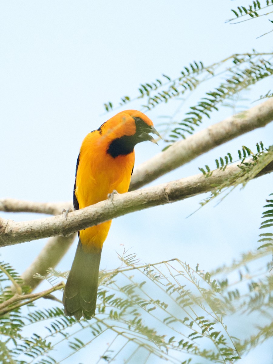 Altamira Oriole - ML645905722