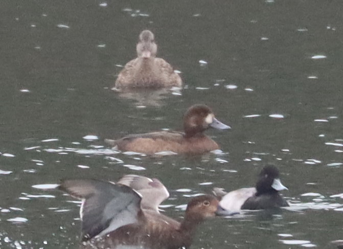 スズガモ - ML645905728