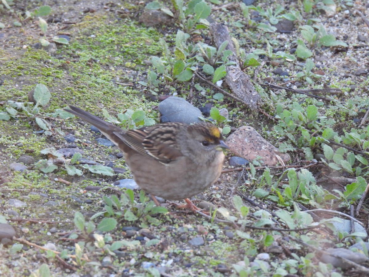Golden-crowned Sparrow - ML645905730