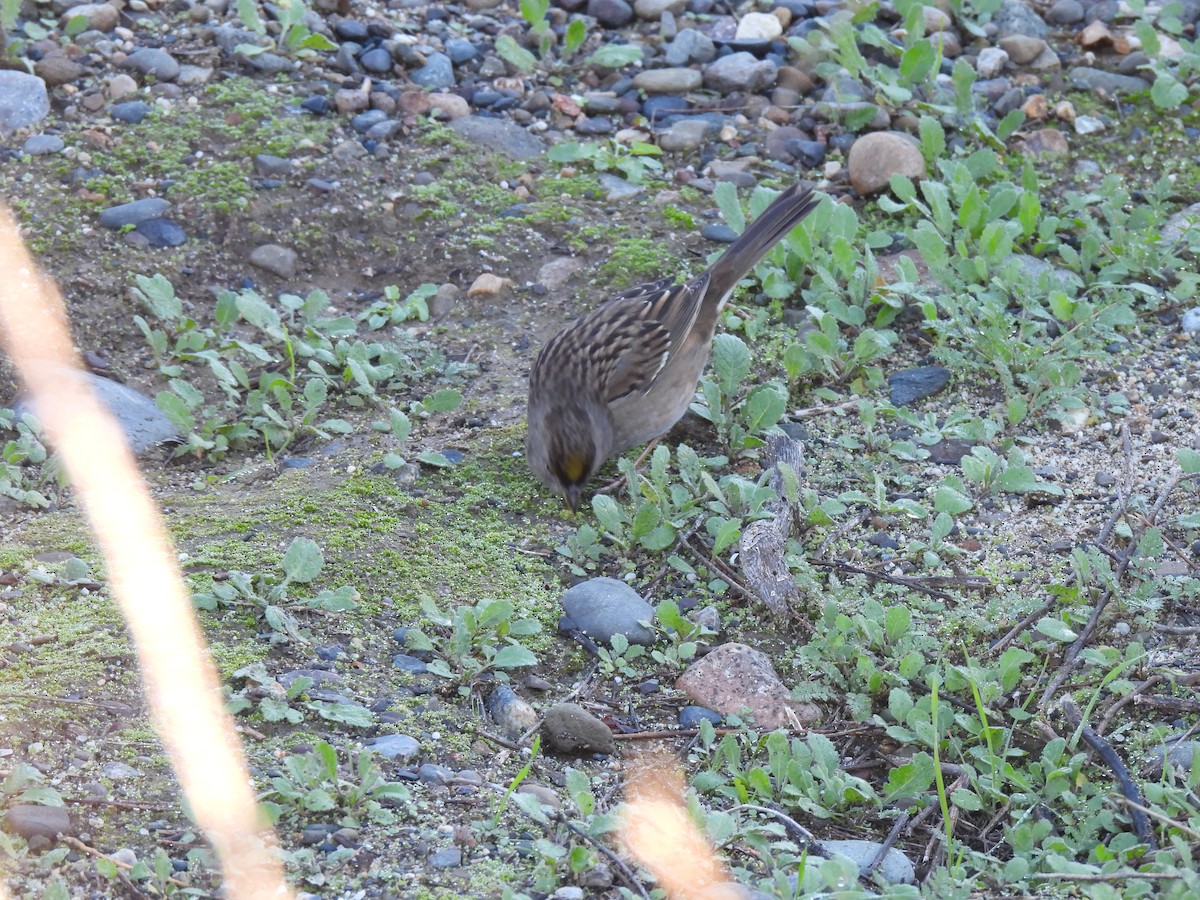 Golden-crowned Sparrow - ML645905731