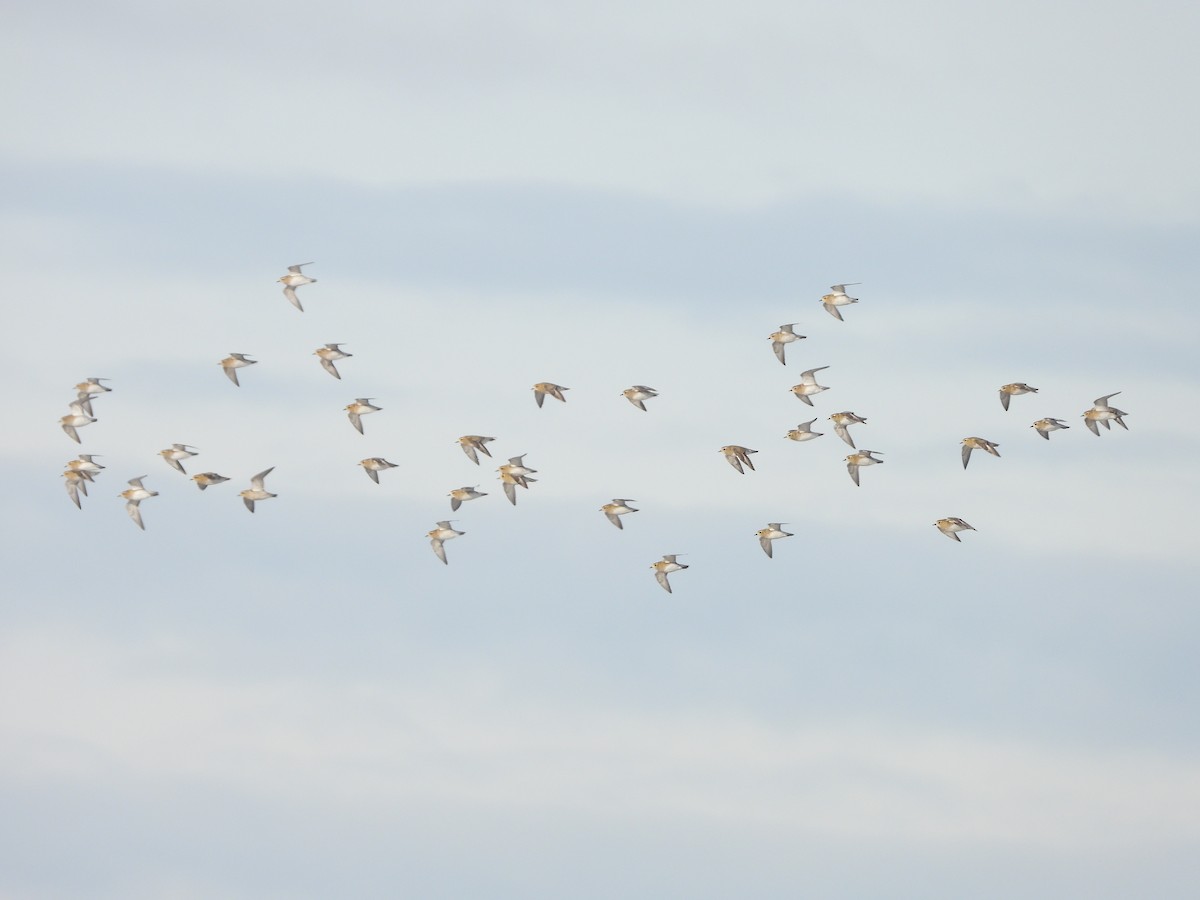 Сивка звичайна - ML645905732