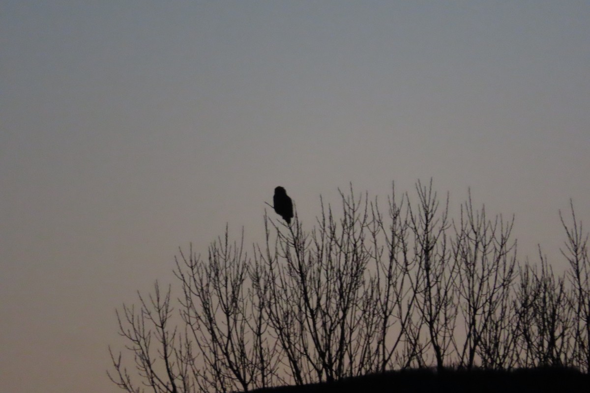 Gufo reale - ML645905743