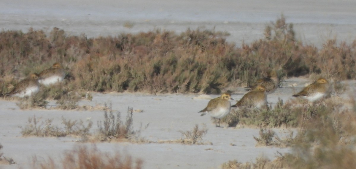 Сивка звичайна - ML645905749