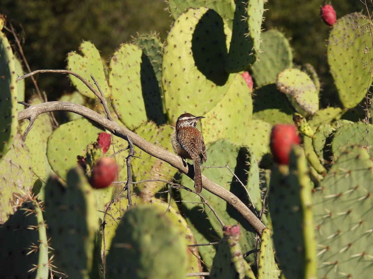 Cactus Wren - ML645905761