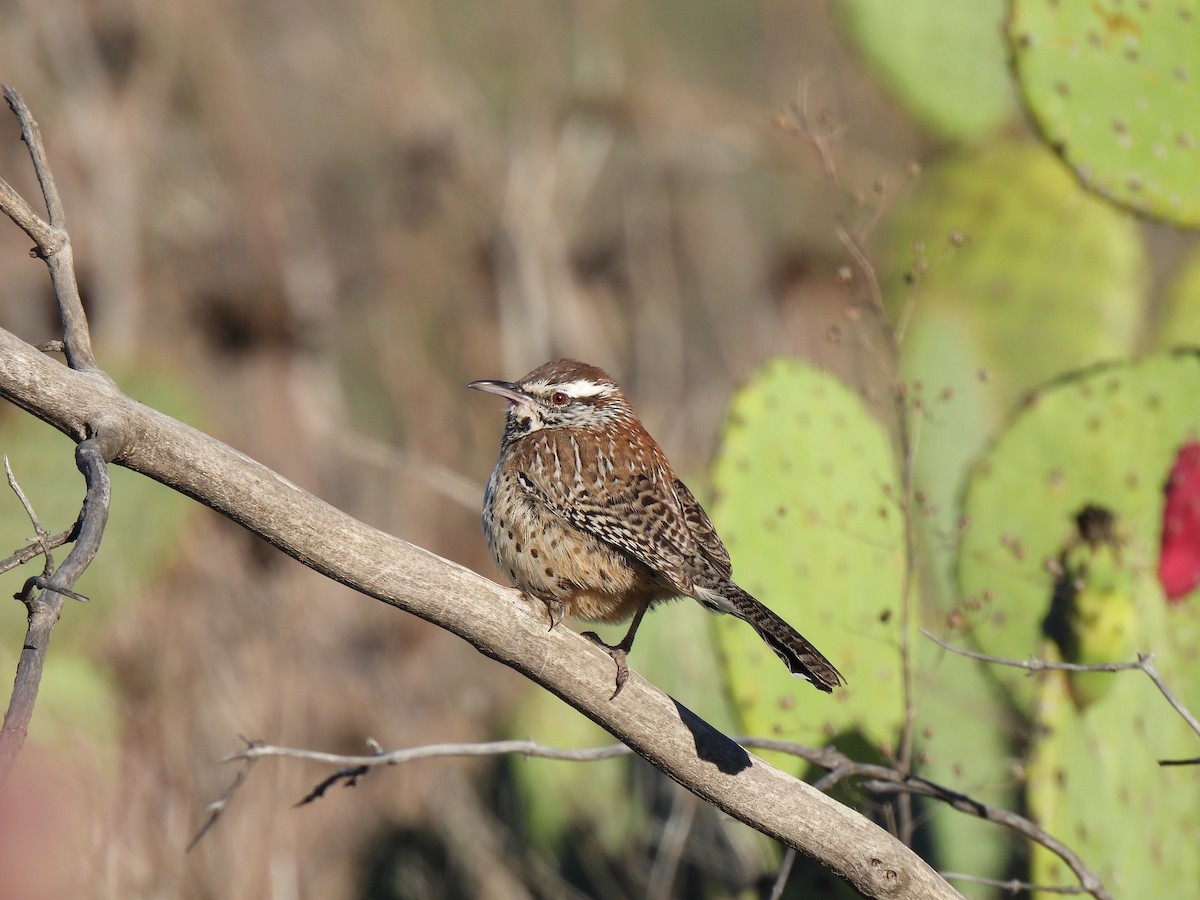 Cactus Wren - ML645905763