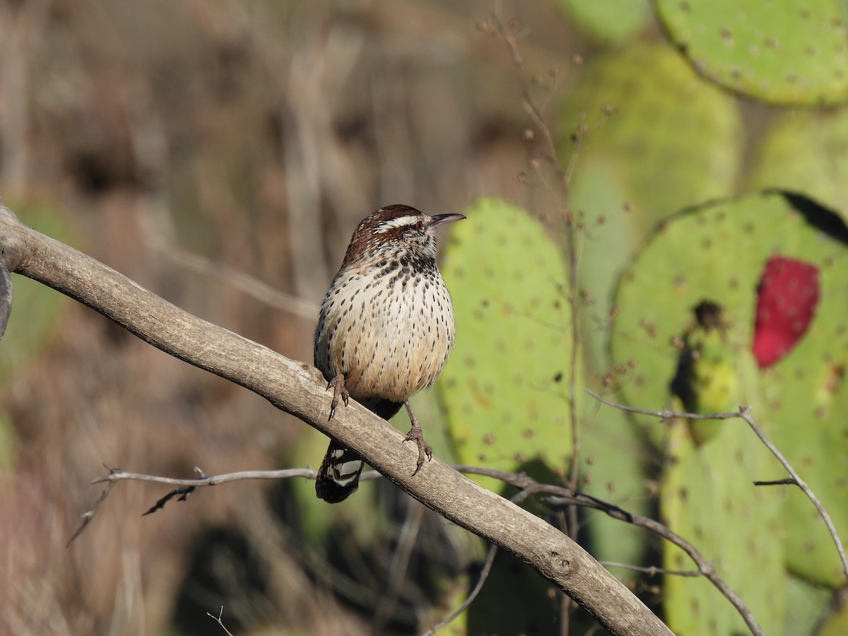 Cactus Wren - ML645905764