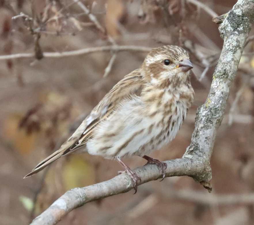 purpurfink - ML645905766