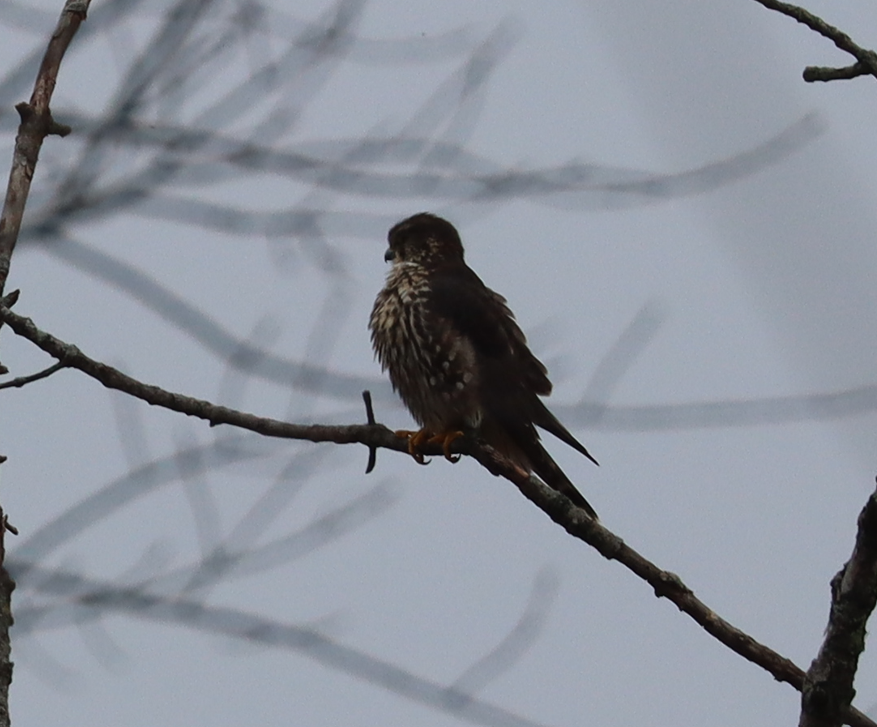 Merlin - ML645905774