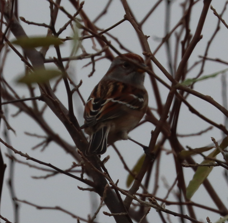 American Tree Sparrow - ML645905780
