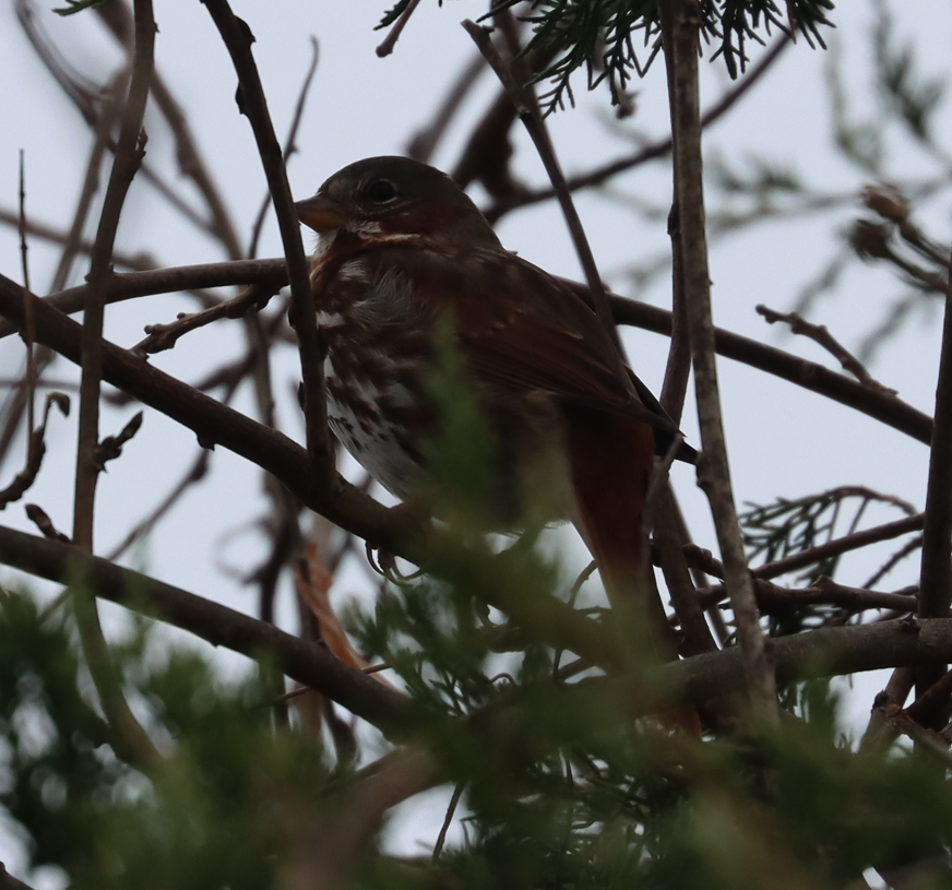 Fox Sparrow (Red) - ML645905785