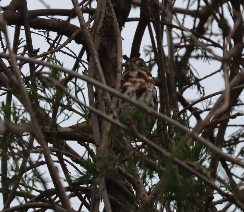 Fox Sparrow (Red) - ML645905786