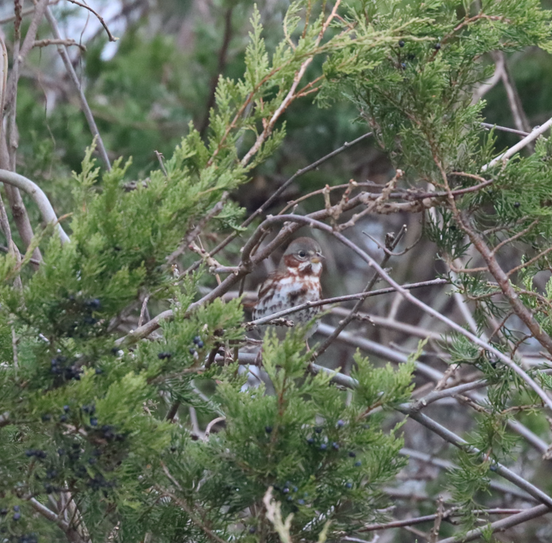 Fox Sparrow (Red) - ML645905787