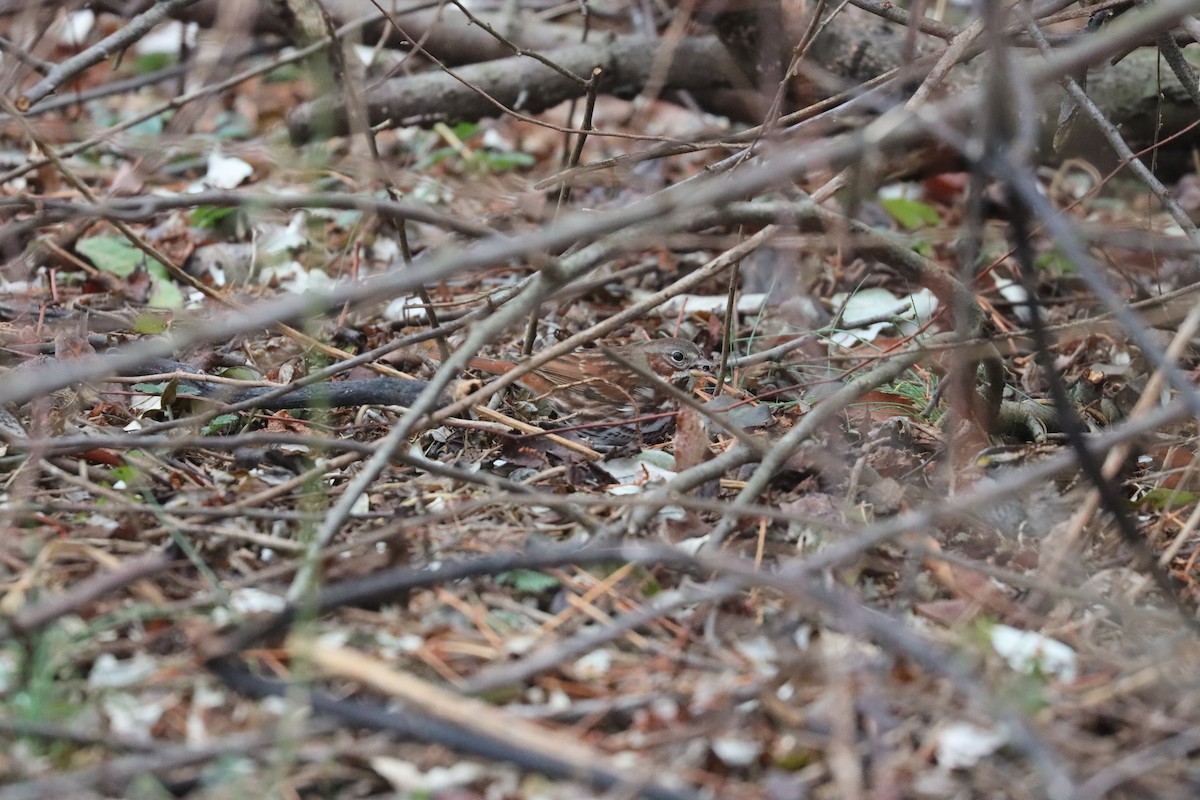 Fox Sparrow (Red) - ML645905788