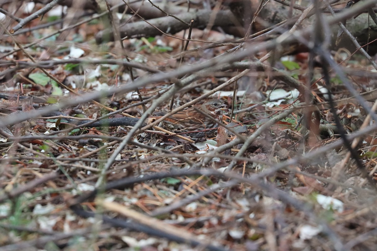 Fox Sparrow (Red) - ML645905789