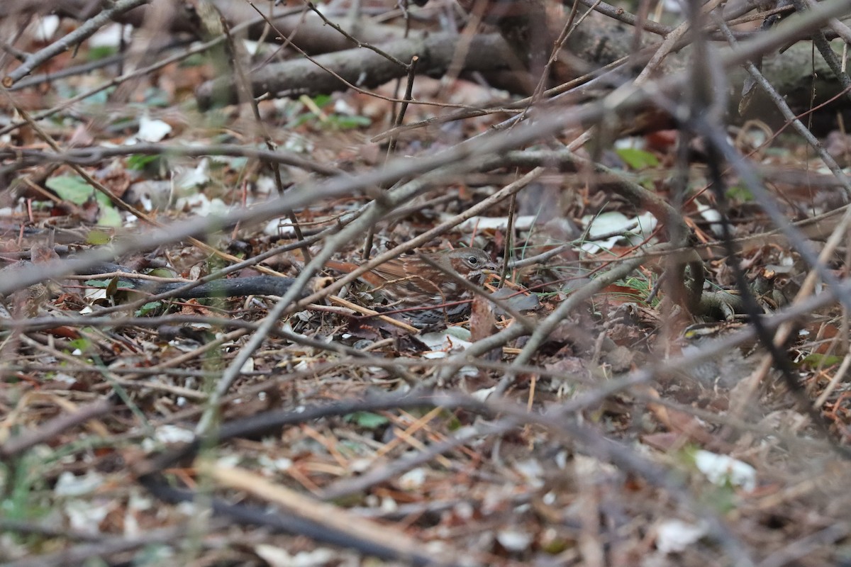 Fox Sparrow (Red) - ML645905790