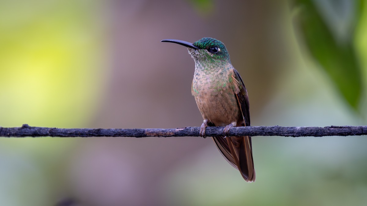 チャムネテリハチドリ - ML645905792